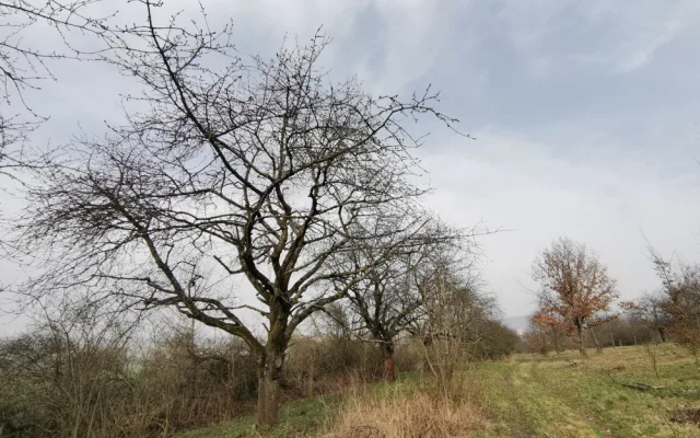 Vzácný sad u Šternberka nezůstane bez péče. Na práci zesnulého ekologa navazují jeho blízcí