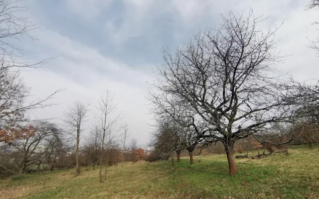 Vzácný sad u Šternberka nezůstane bez péče. Na práci zesnulého ekologa navazují jeho blízcí