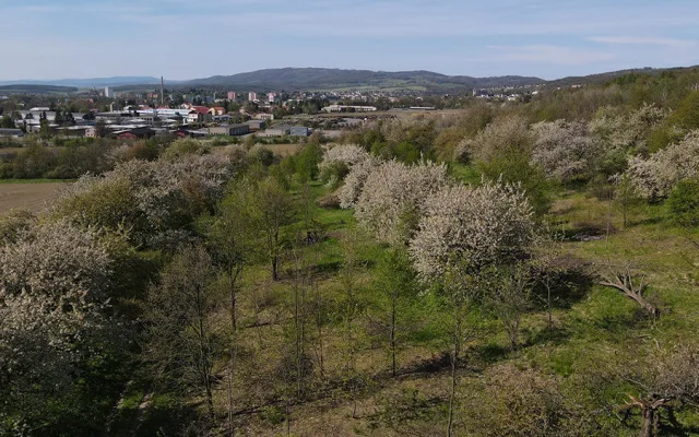 Vzácný sad u Šternberka nezůstane bez péče. Na práci zesnulého ekologa navazují jeho blízcí