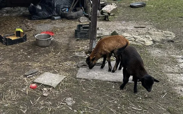 Pokálené obydlí, paraziti a nedostatek krmiva. Inspektoři objevili na Litovelsku zubožené psy a ovce