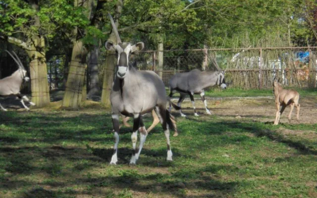 Olomoucká zoo již vypustila do výběhu stádo oryxů. Patří k nejúspěšnějším chovatelů v Evropě