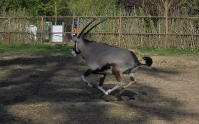 Olomoucká zoo již vypustila do výběhu stádo oryxů. Patří k nejúspěšnějším chovatelů v Evropě
