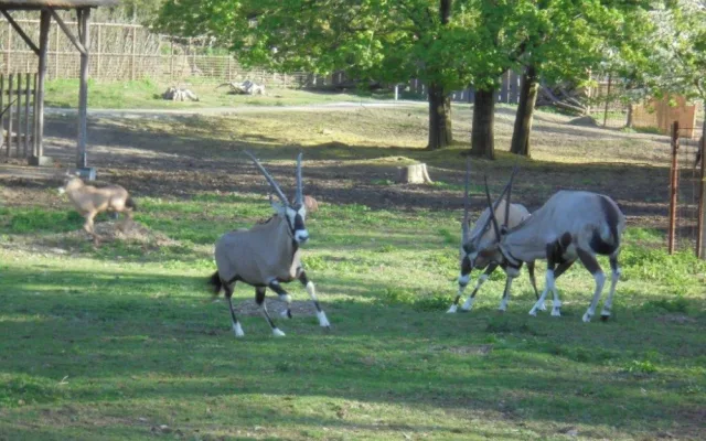 Olomoucká zoo již vypustila do výběhu stádo oryxů. Patří k nejúspěšnějším chovatelů v Evropě
