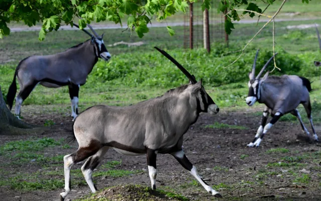 Olomoucká zoo již vypustila do výběhu stádo oryxů. Patří k nejúspěšnějším chovatelů v Evropě
