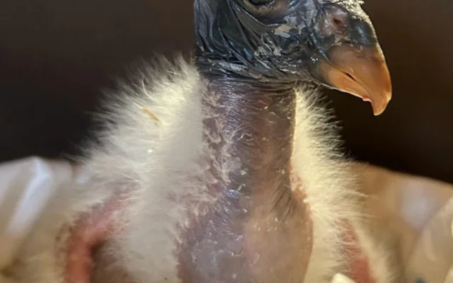 Zoo Olomouc po 14 letech odchovává kondora, klíčová byla pomoc odborníků v Liberci