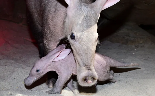 Zázrak se podařil. Olomoucké zoo se podařilo odchovat mládě velmi vzácného hrabáče
