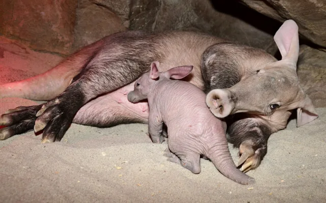 Zázrak se podařil. Olomoucké zoo se podařilo odchovat mládě velmi vzácného hrabáče