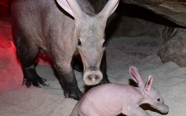Zázrak se podařil. Olomoucké zoo se podařilo odchovat mládě velmi vzácného hrabáče