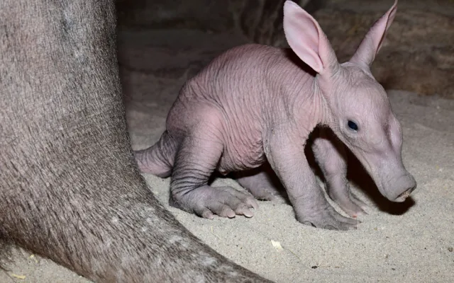 Zázrak se podařil. Olomoucké zoo se podařilo odchovat mládě velmi vzácného hrabáče