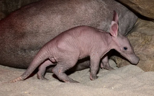 Zázrak se podařil. Olomoucké zoo se podařilo odchovat mládě velmi vzácného hrabáče