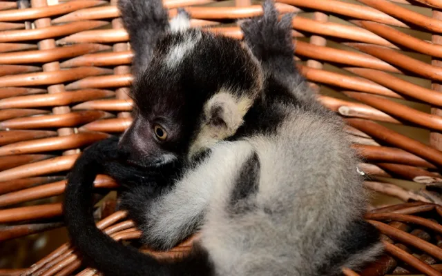 Lemuři z olomoucké zoo mají trojčata. Dvěma roztomilým samečkům a samičce se daří výborně