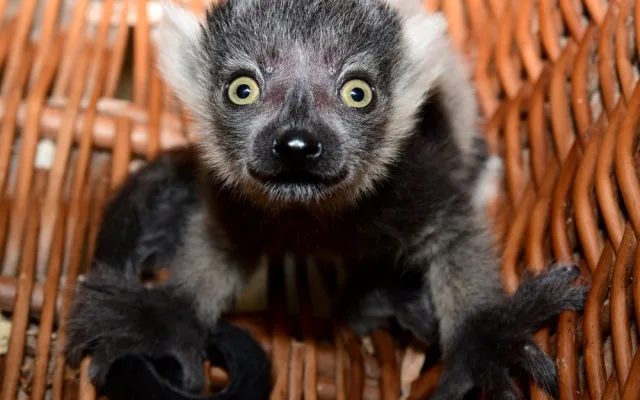 Lemuři z olomoucké zoo mají trojčata. Dvěma roztomilým samečkům a samičce se daří výborně
