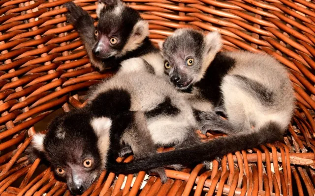 Lemuři z olomoucké zoo mají trojčata. Dvěma roztomilým samečkům a samičce se daří výborně