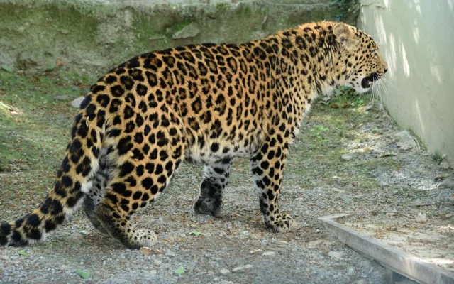 Olomoucká zoo chová nový druh levharta. Ale jen dočasně