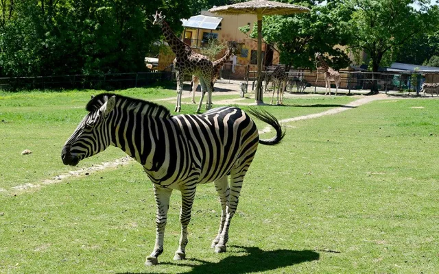 Mise hříbata. Do stáda zeber v Zoo Olomouc přivezli chovatelé zkušeného hřebce z Liberce