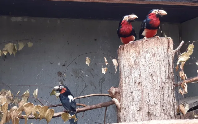 Bizarní pták z příbuzenstva datlů. Vousák přinesl olomoucké zoo ocenění v soutěži Bílý slon