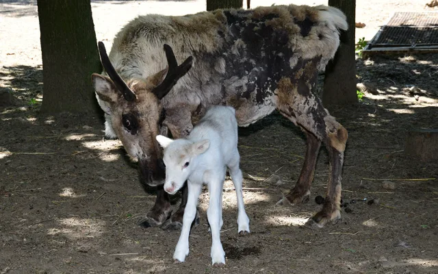 Osminásobná radost u sobů. Stádo v arktickém safari Zoo Olomouc se před létem rozrostlo