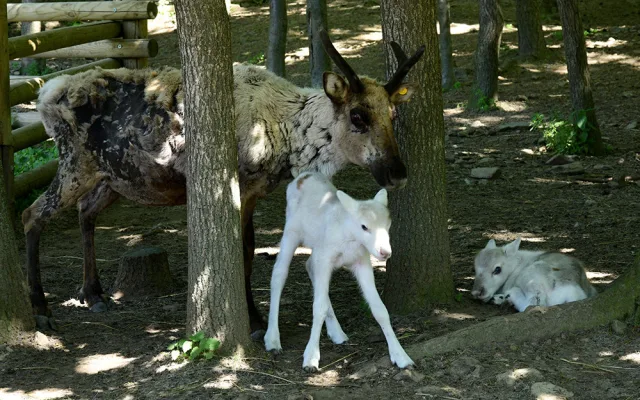 Osminásobná radost u sobů. Stádo v arktickém safari Zoo Olomouc se před létem rozrostlo