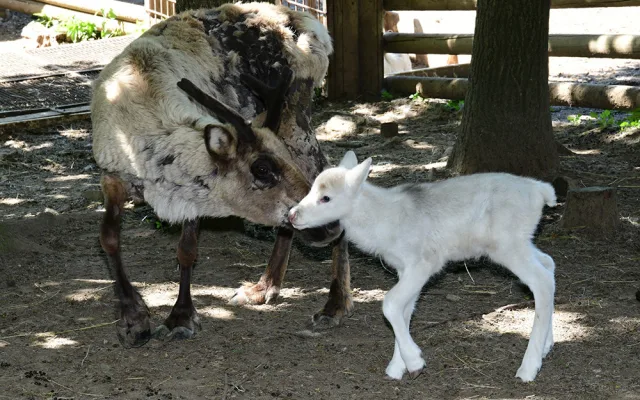 Osminásobná radost u sobů. Stádo v arktickém safari Zoo Olomouc se před létem rozrostlo