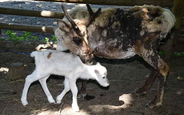 Osminásobná radost u sobů. Stádo v arktickém safari Zoo Olomouc se před létem rozrostlo