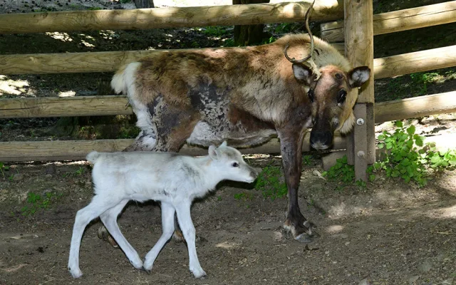 Osminásobná radost u sobů. Stádo v arktickém safari Zoo Olomouc se před létem rozrostlo