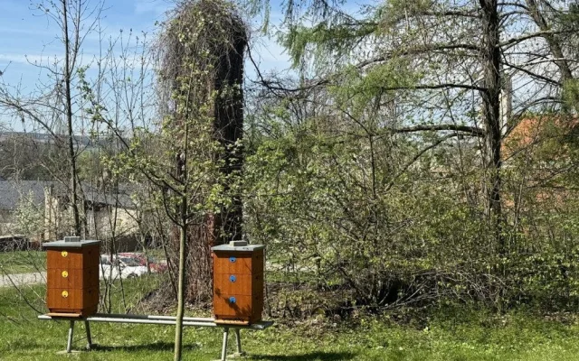Hejtman pomáhá založit chov včel v Čechách pod Kosířem. Zámek chce obohatit park a nabízet vlastní med