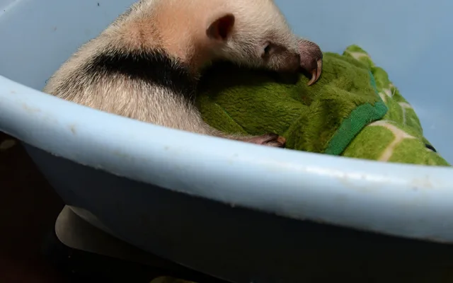 Dvacátý mravenečník v Zoo Olomouc: roztomilé mládě se zatím rozkoukává v zázemí zahrady