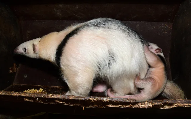 Dvacátý mravenečník v Zoo Olomouc: roztomilé mládě se zatím rozkoukává v zázemí zahrady