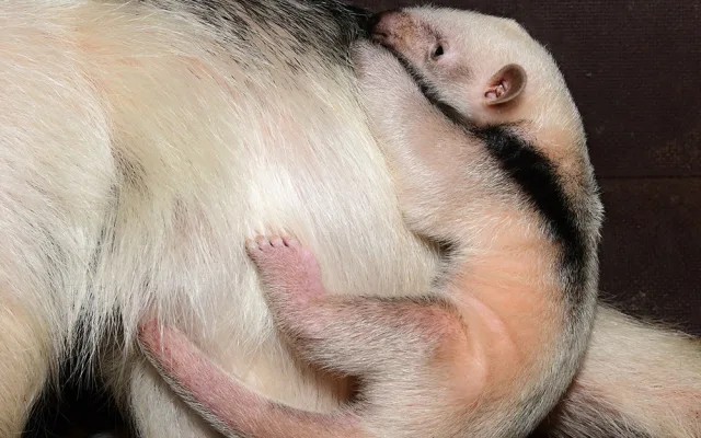 Dvacátý mravenečník v Zoo Olomouc: roztomilé mládě se zatím rozkoukává v zázemí zahrady