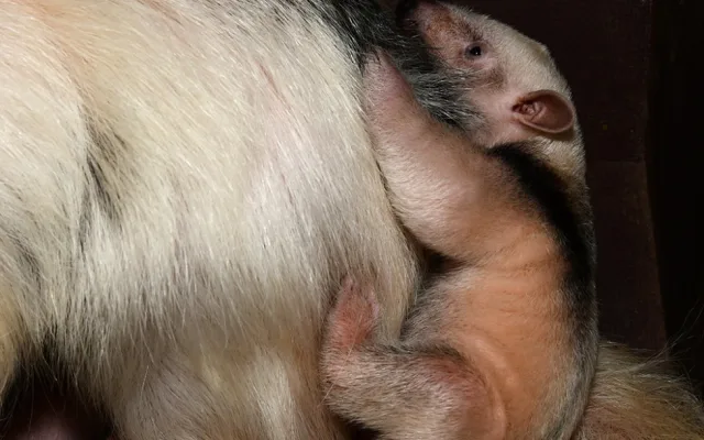 Dvacátý mravenečník v Zoo Olomouc: roztomilé mládě se zatím rozkoukává v zázemí zahrady