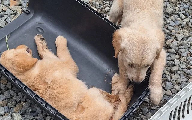 3 - Záchrana štěňat nalezených u Štěpánova