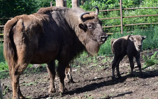 Plodné měsíce v olomoucké zoo. Nová mláďata přispívají k záchraně druhů