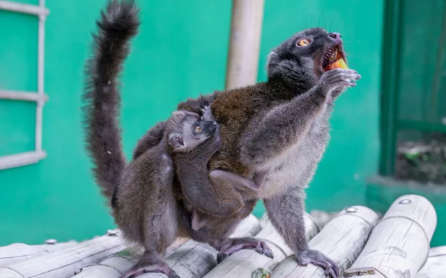 Plodné měsíce v olomoucké zoo. Nová mláďata přispívají k záchraně druhů