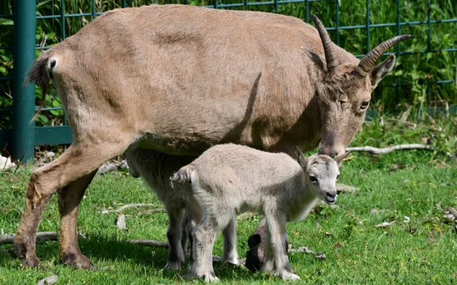 Plodné měsíce v olomoucké zoo. Nová mláďata přispívají k záchraně druhů
