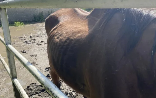 Lidé se rozčilují nad stavem dvou koní ve výběhu na Hloučele. Je to stáří, uklidňují chovatelé