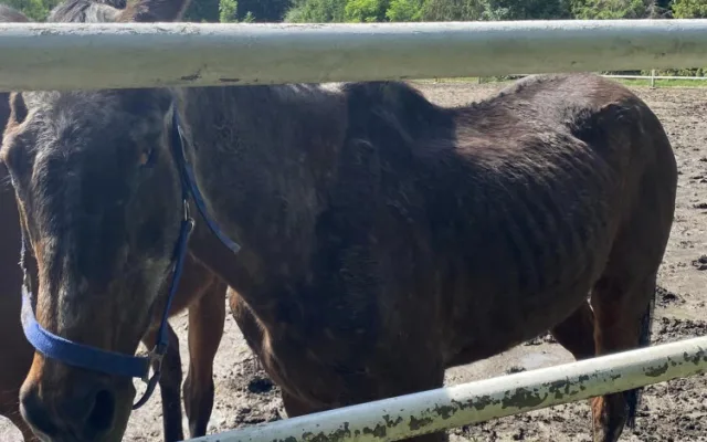 Lidé se rozčilují nad stavem dvou koní ve výběhu na Hloučele. Je to stáří, uklidňují chovatelé