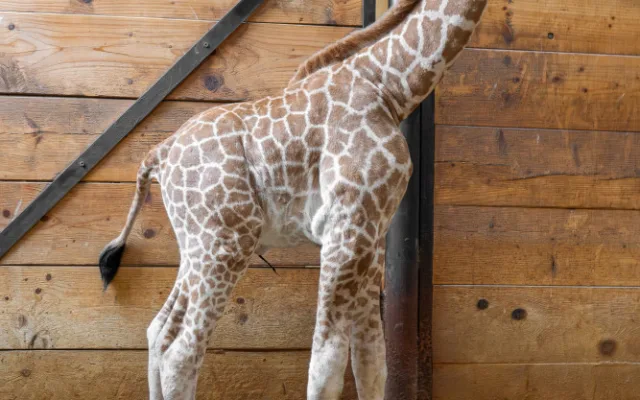Žirafí mládě bojovalo v olomoucké zoo dva týdny o život. Samec se narodil přidušený bez sacího reflexu
