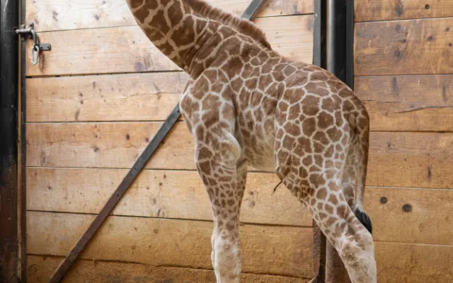 Žirafí mládě bojovalo v olomoucké zoo dva týdny o život. Samec se narodil přidušený bez sacího reflexu