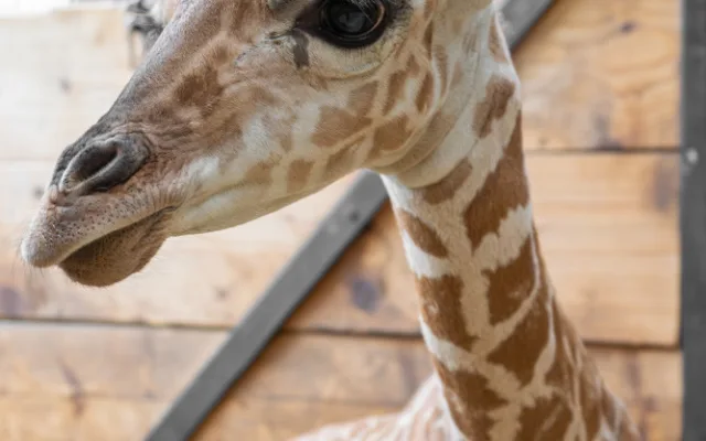 Žirafí mládě bojovalo v olomoucké zoo dva týdny o život. Samec se narodil přidušený bez sacího reflexu