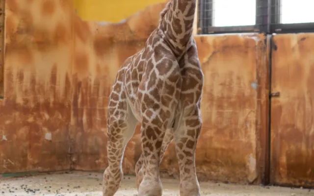 Žirafí mládě bojovalo v olomoucké zoo dva týdny o život. Samec se narodil přidušený bez sacího reflexu