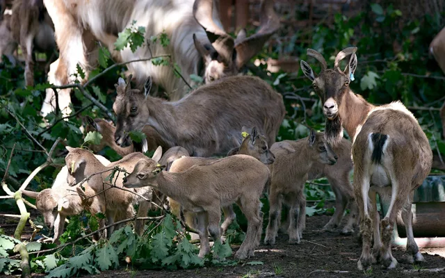 Dvanáct kůzlat na Svatém Kopečku. Zoo Olomouc hlásí přírůstky u vzácných markhurů