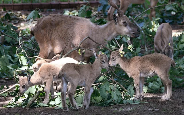 Dvanáct kůzlat na Svatém Kopečku. Zoo Olomouc hlásí přírůstky u vzácných markhurů
