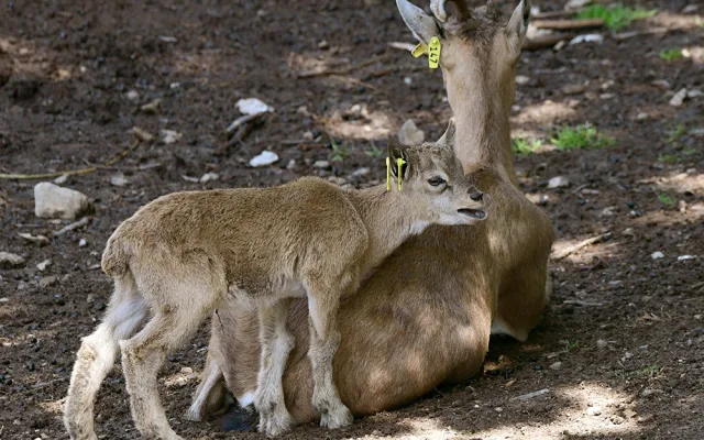 Dvanáct kůzlat na Svatém Kopečku. Zoo Olomouc hlásí přírůstky u vzácných markhurů