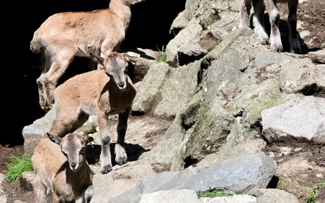 Dvanáct kůzlat na Svatém Kopečku. Zoo Olomouc hlásí přírůstky u vzácných markhurů