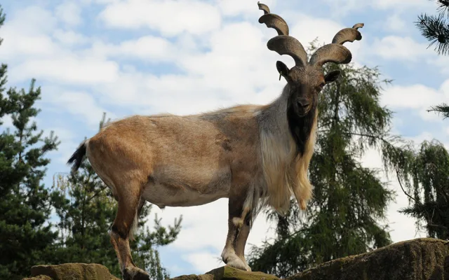 Dvanáct kůzlat na Svatém Kopečku. Zoo Olomouc hlásí přírůstky u vzácných markhurů