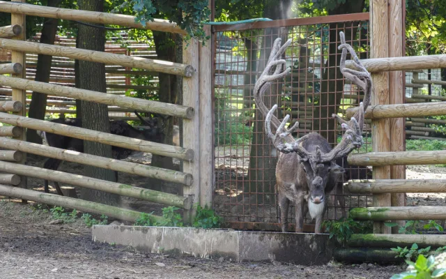 Horko a horko. Sobi v olomoucké zoo dostávají sprchu, tygr si zase rád vleze do bazénu