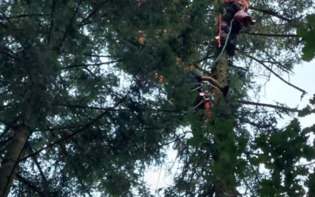 VIDEO: Mladá paraglidistka uvízla na Hranicku v korunách stromů . Z výšky ji zachránili hasiči-lezci