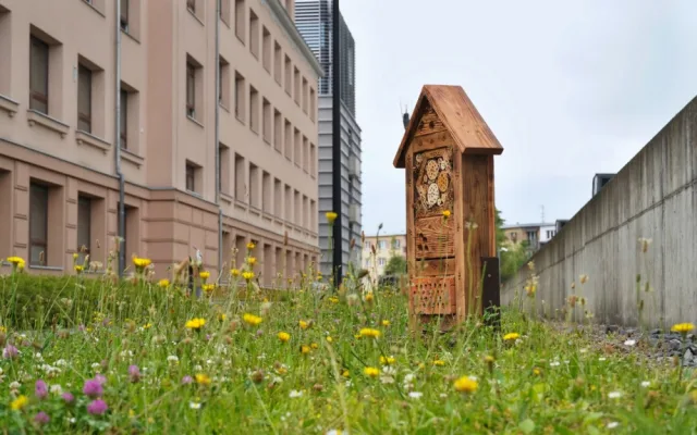 Na několika místech v Olomouci odborníci vysadili louky. Začínají kvést a hmyzí hotely se plní prvními hosty