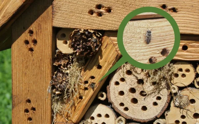 Na několika místech v Olomouci odborníci vysadili louky. Začínají kvést a hmyzí hotely se plní prvními hosty