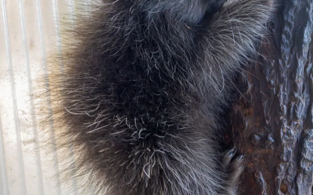 V olomoucké zoo se narodilo mládě urzona. Lidé si tohoto hlodavce často pletou s dikobrazem